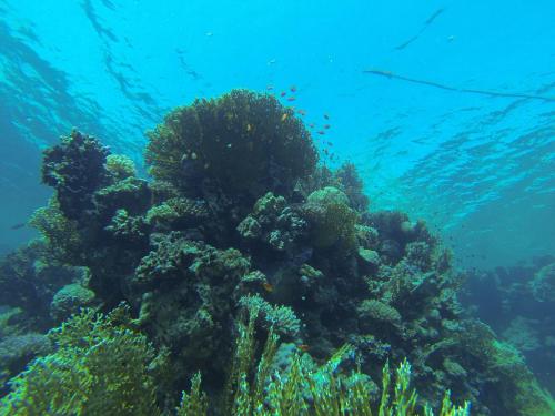 6e5369a6a6475bcf95e529f740333ca5